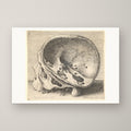 Sectioned Skull – unframed print