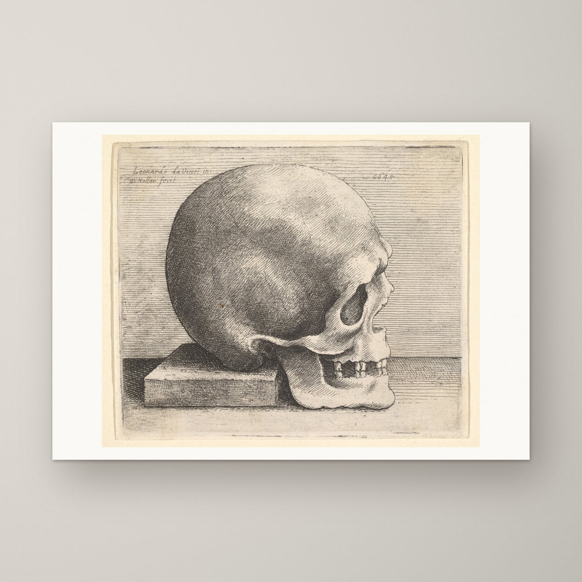Skull in Profile – unframed print