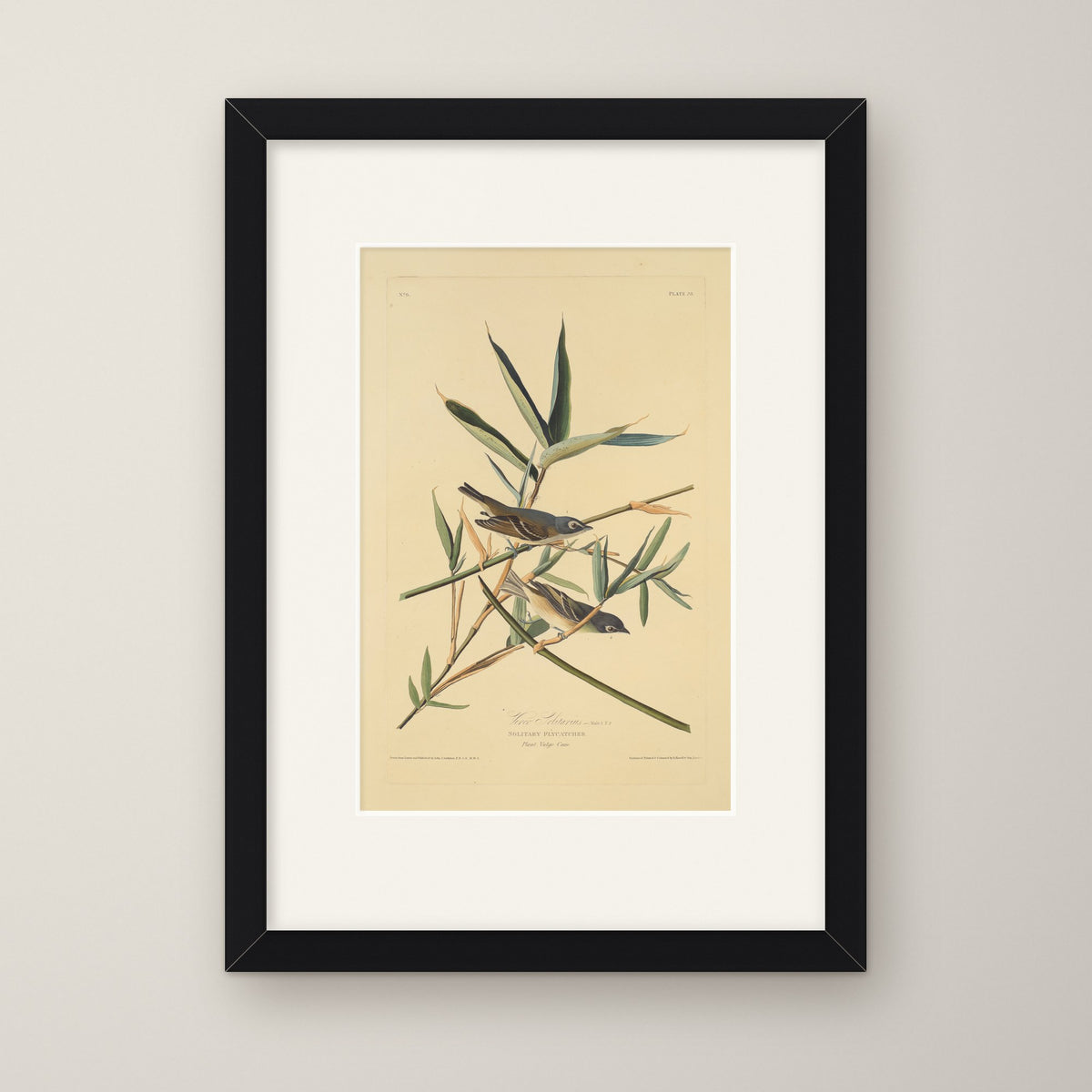 Solitary Flycatcher – in a black frame