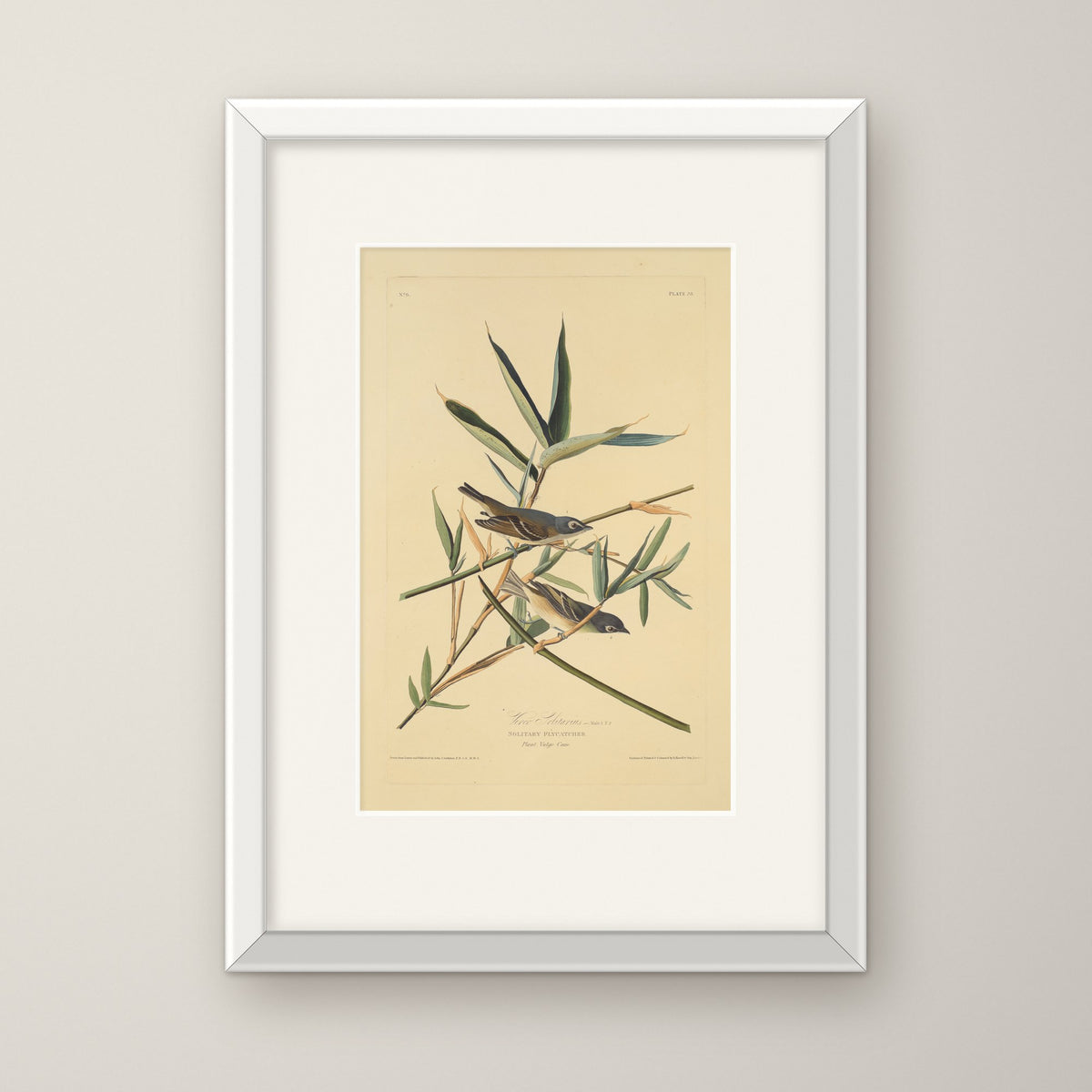 Solitary Flycatcher – in a white frame