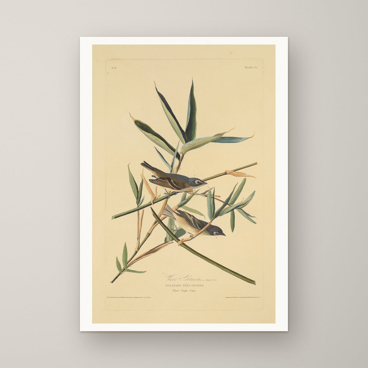 Solitary Flycatcher – unframed print