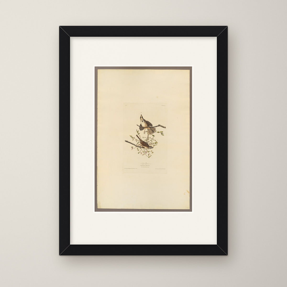 Song Sparrow – in a black frame