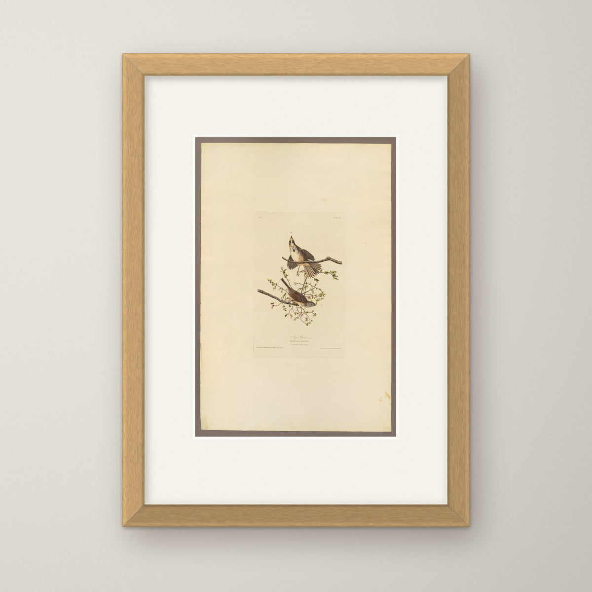 Song Sparrow – in an oak frame
