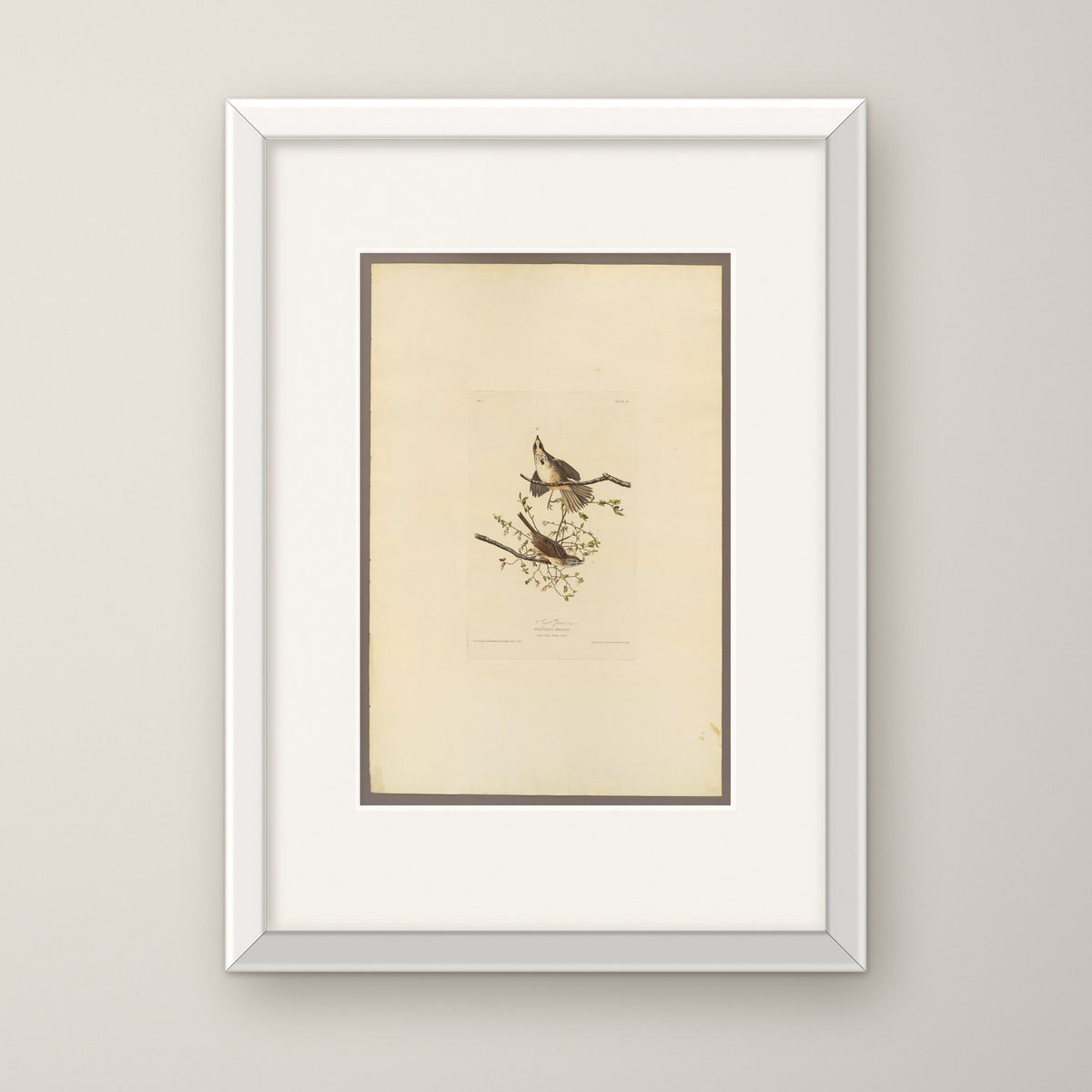 Song Sparrow – in a white frame