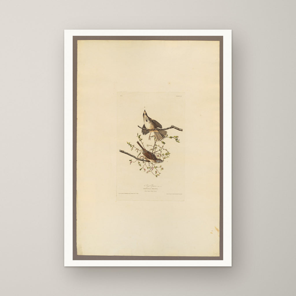 Song Sparrow – unframed print