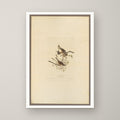 Song Sparrow – unframed print
