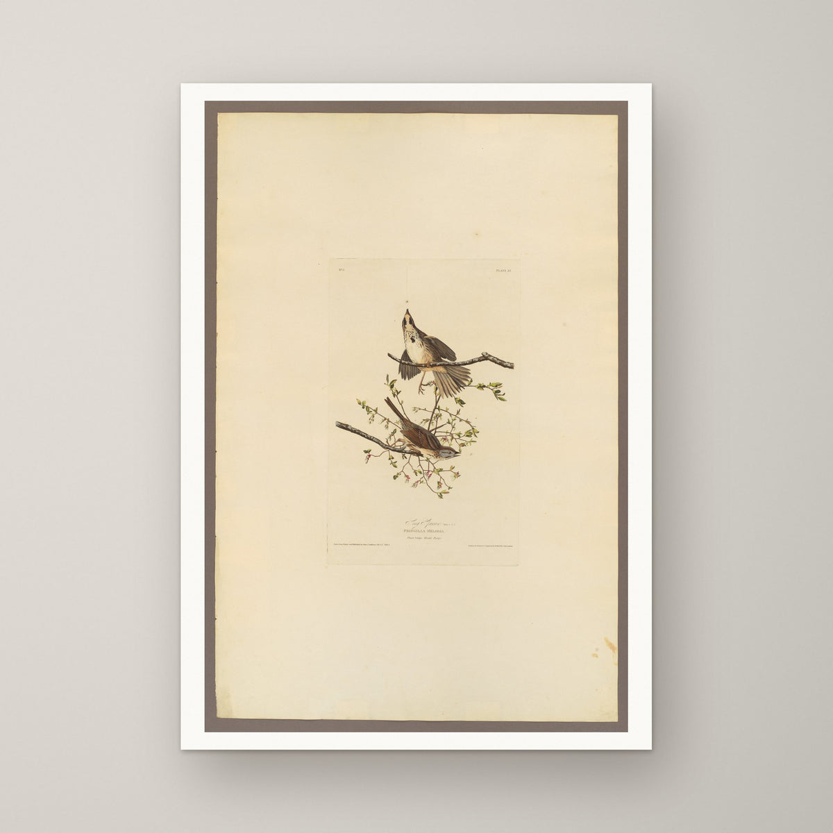 Song Sparrow – unframed print