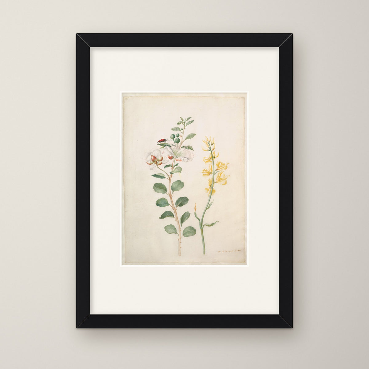 Study of Capers, Gorse and a Beetle – in a black frame