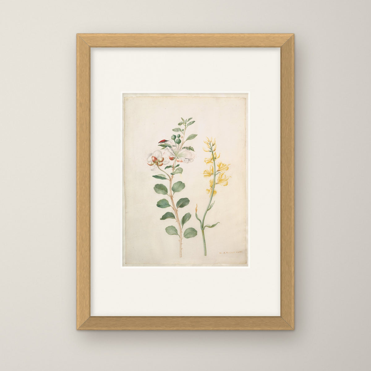 Study of Capers, Gorse and a Beetle – in an oak frame