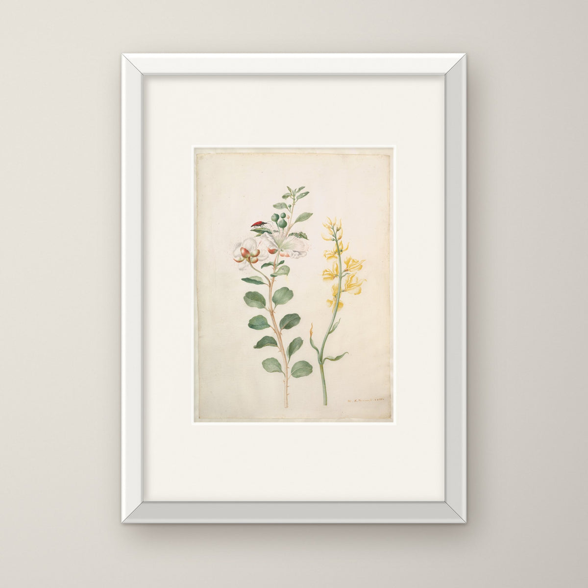 Study of Capers, Gorse and a Beetle – in a white frame