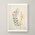 Study of Capers, Gorse and a Beetle – unframed print