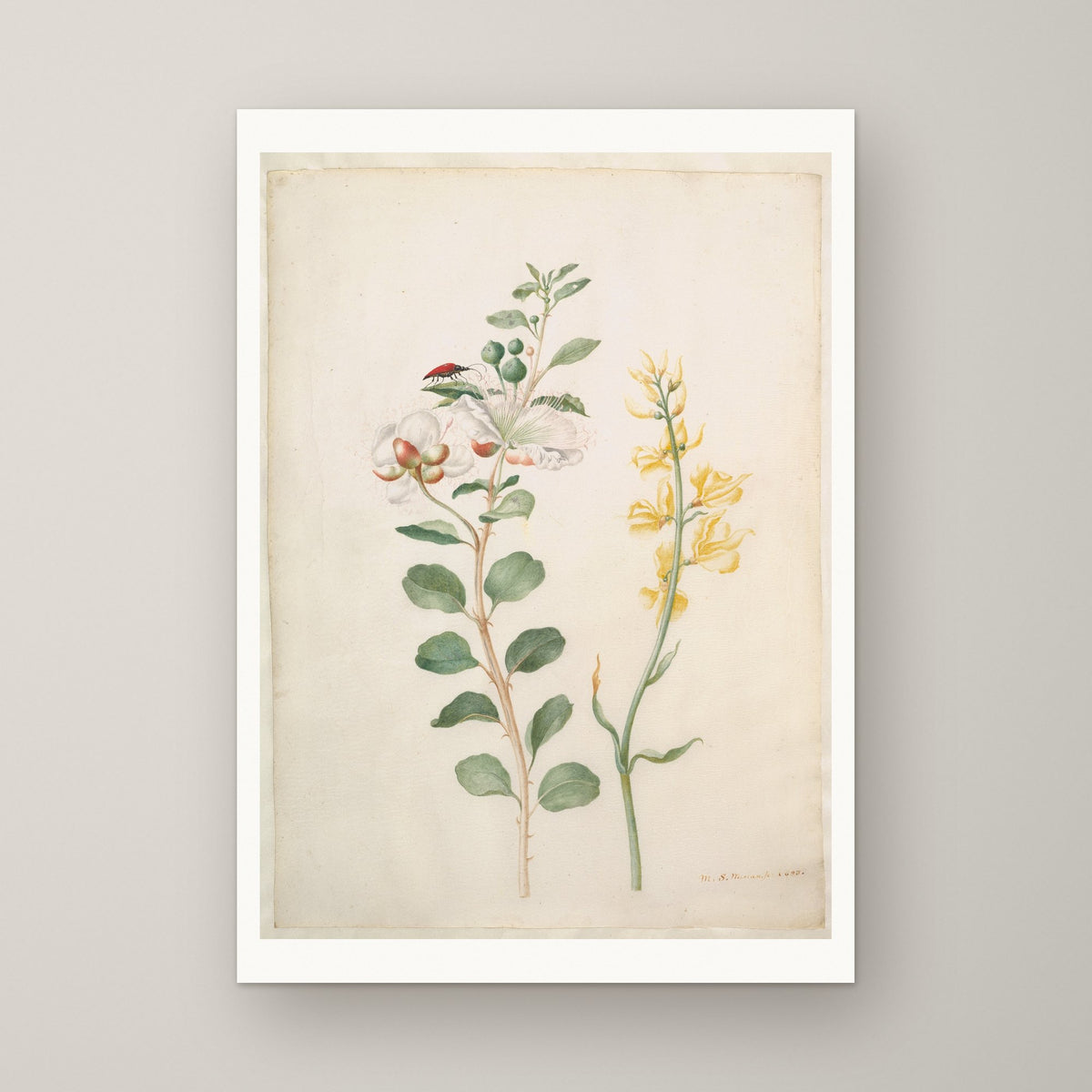 Study of Capers, Gorse and a Beetle – unframed print