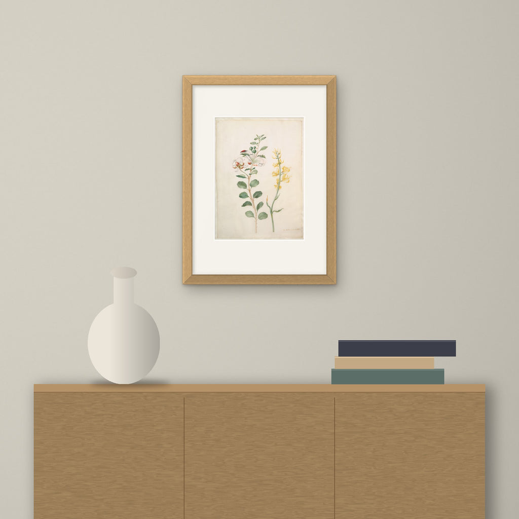 Study of Capers, Gorse and a Beetle – framed on a wall above a sideboard