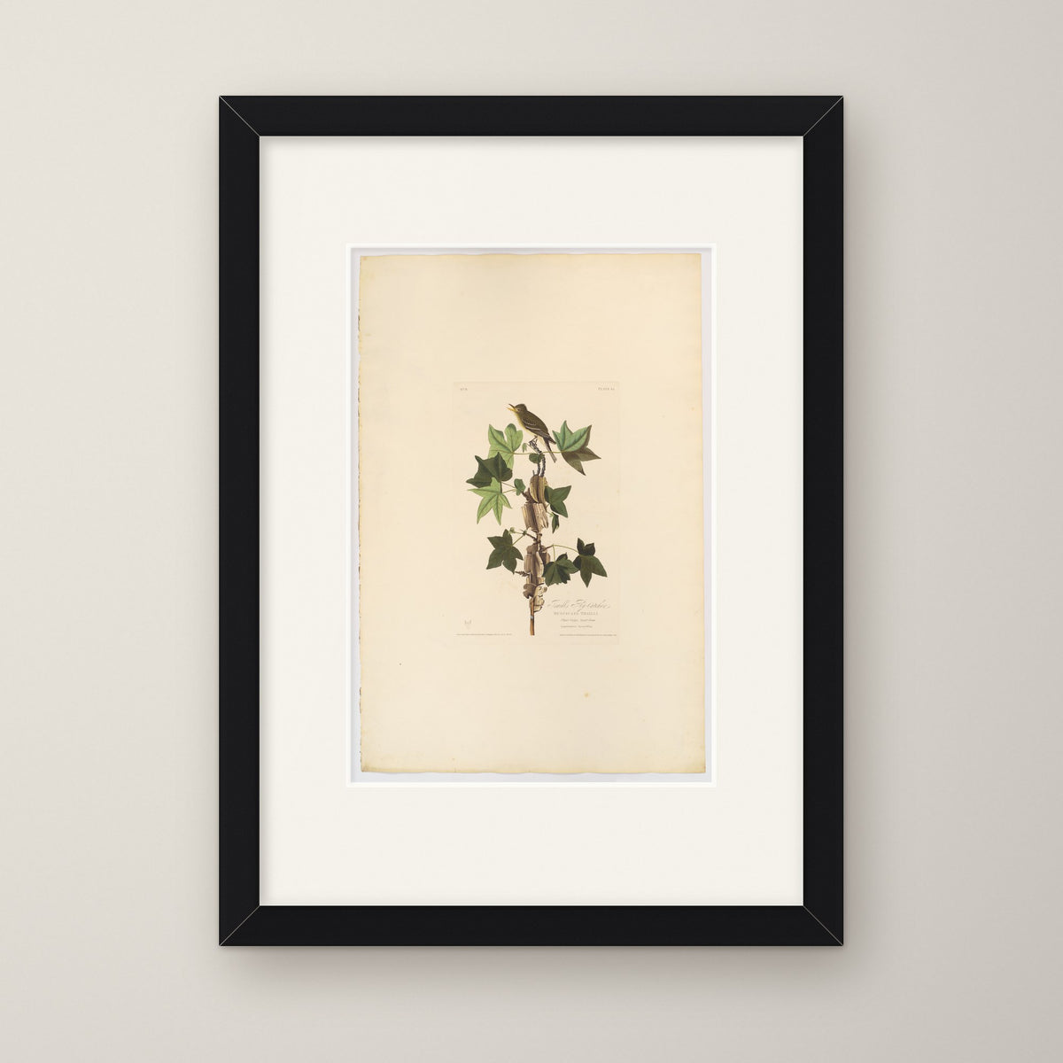 Traill's Flycatcher – in a black frame
