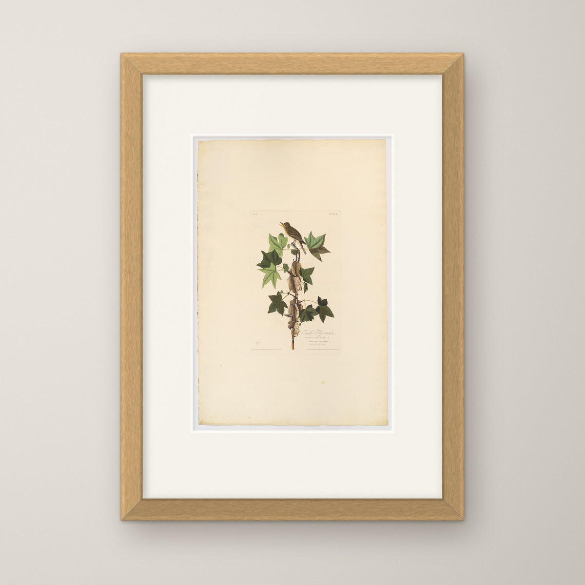 Traill's Flycatcher – in an oak frame