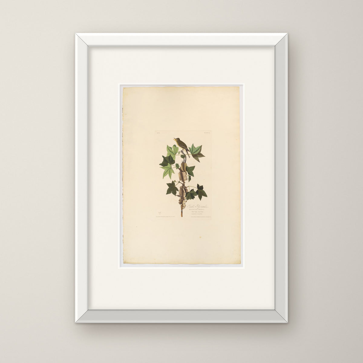 Traill's Flycatcher – in a white frame