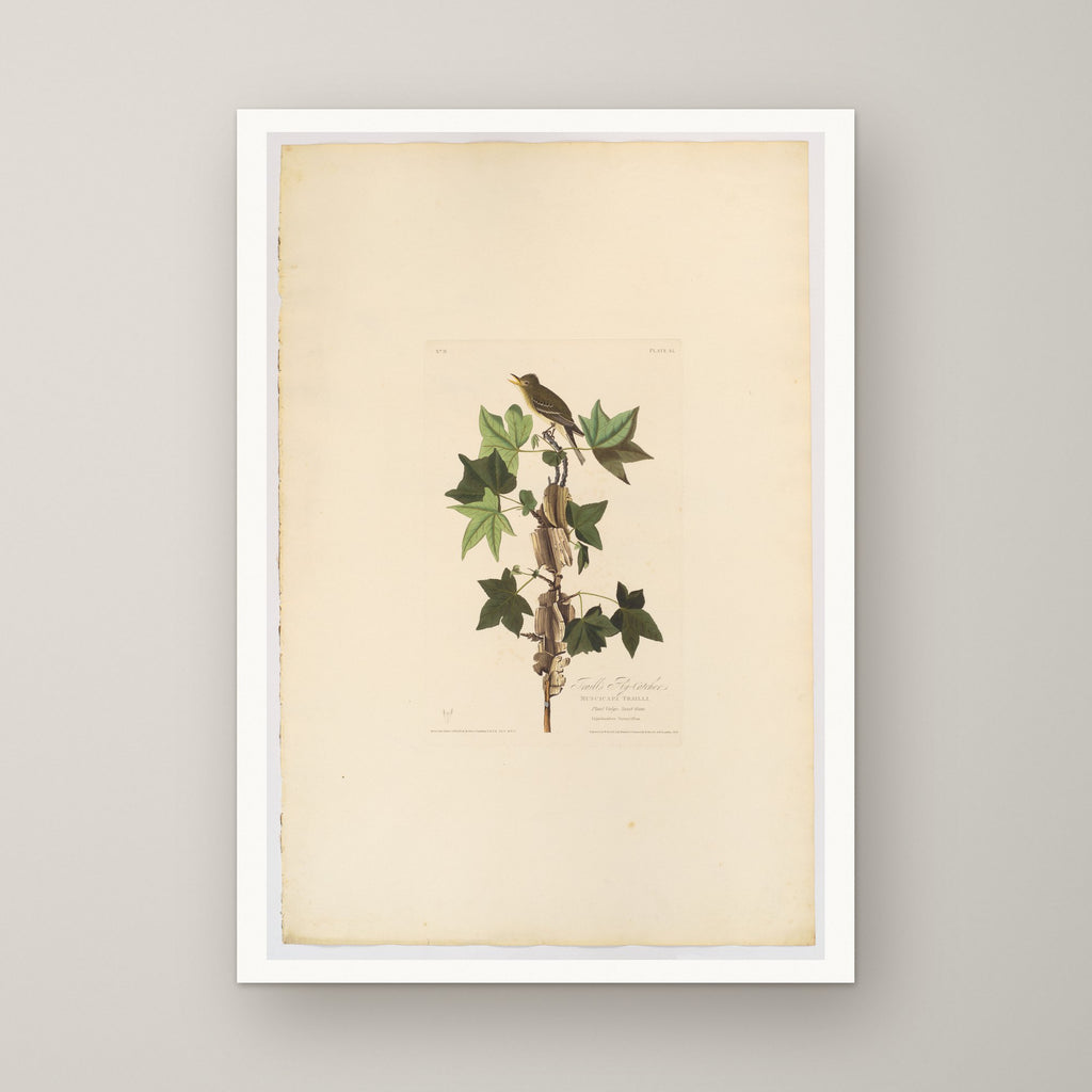 Traill's Flycatcher – unframed print