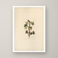 Traill's Flycatcher – unframed print