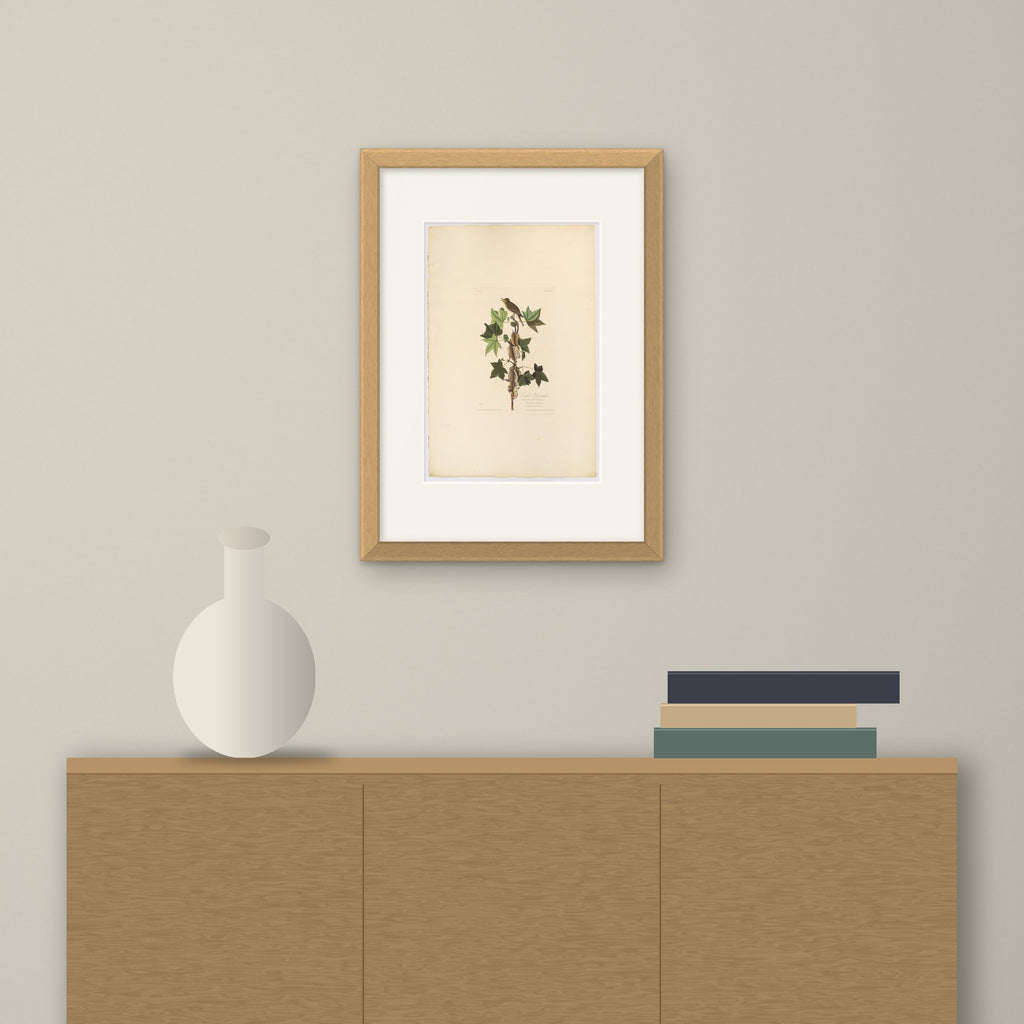 Traill's Flycatcher – framed on a wall above a sideboard