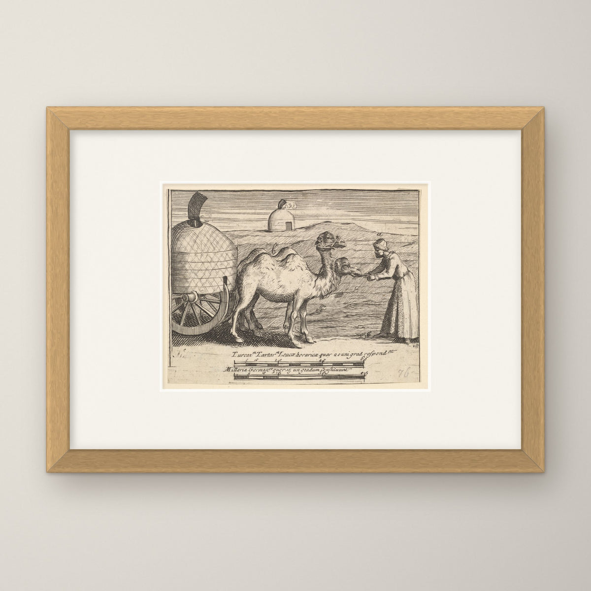 Two Dromedaries – in an oak frame