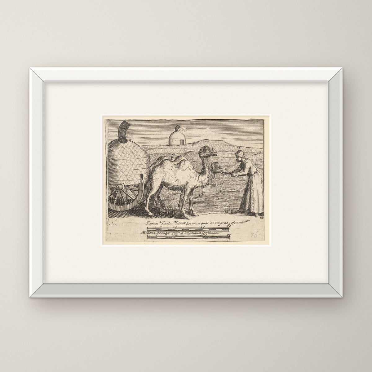 Two Dromedaries – in a white frame