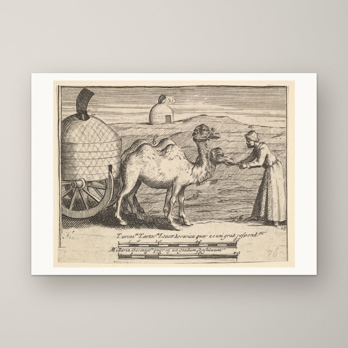 Two Dromedaries – unframed print