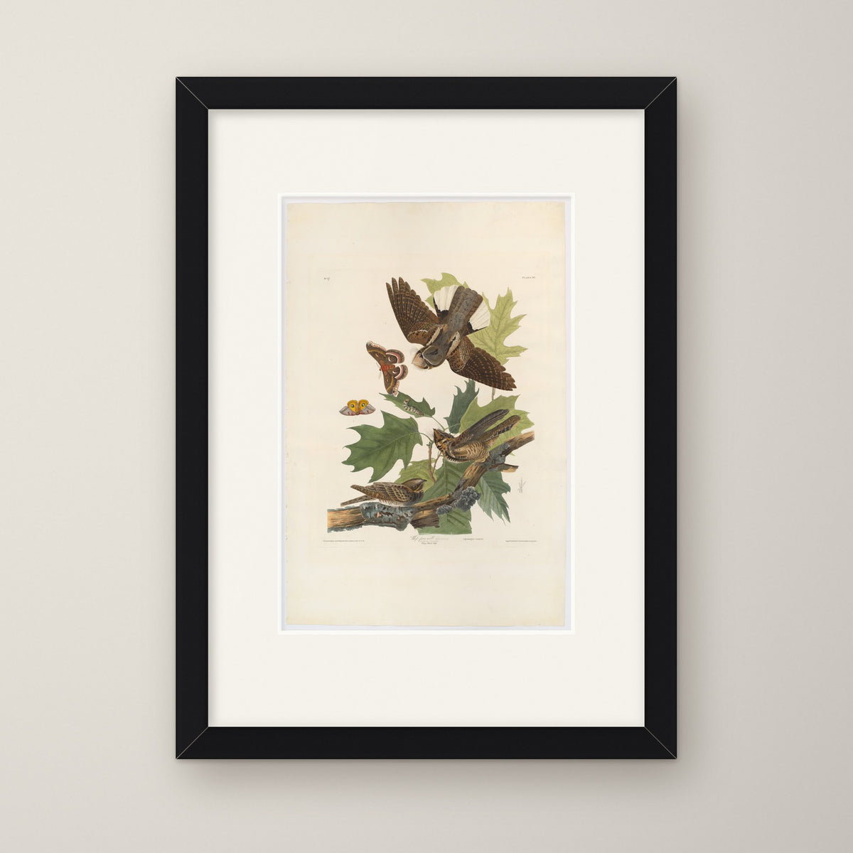 Whip-Poor-Will – in a black frame