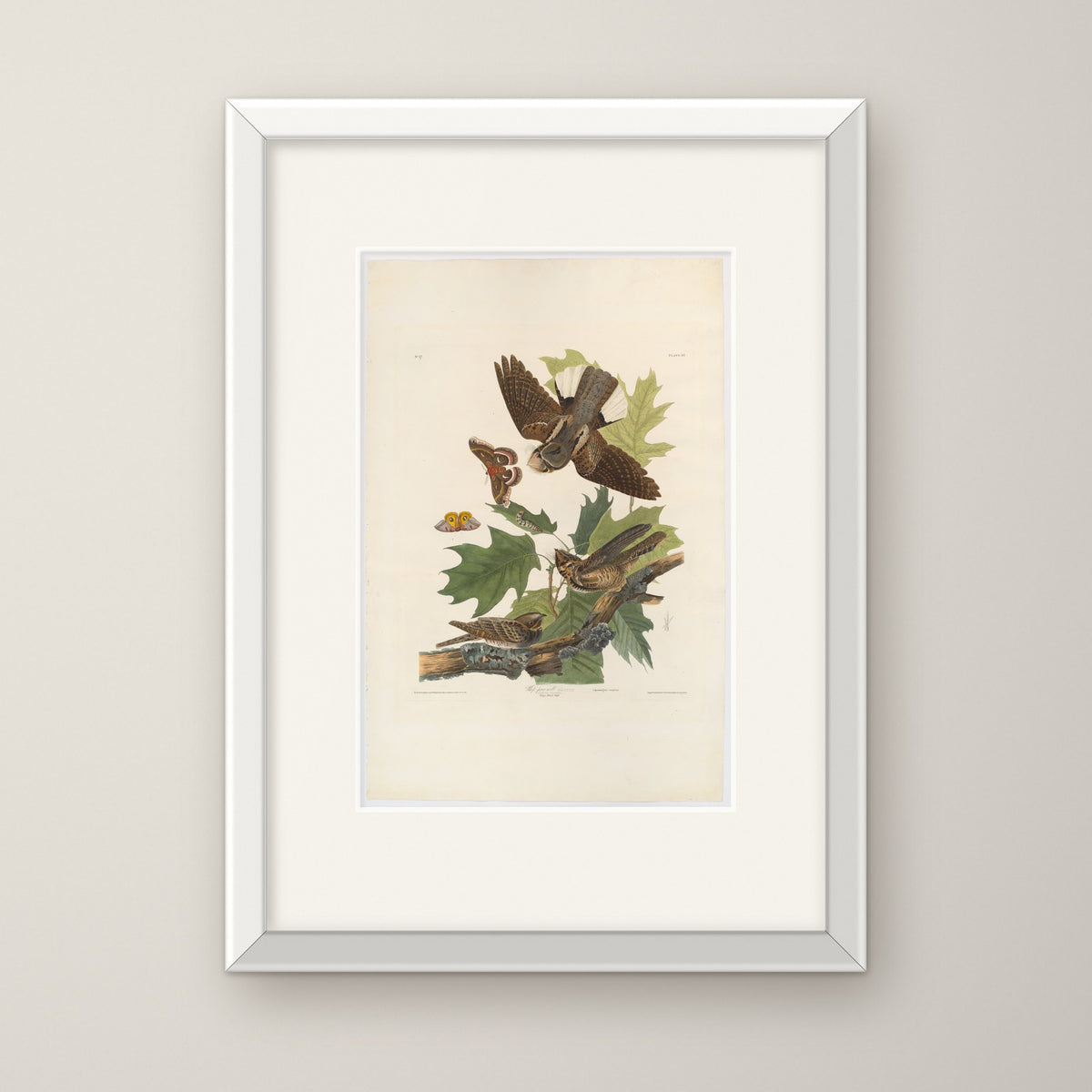 Whip-Poor-Will – in a white frame