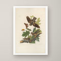 Whip-Poor-Will – unframed print